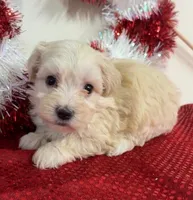 Wade, a male Maltipoo for sale in Hartville, MO – 2 of 3