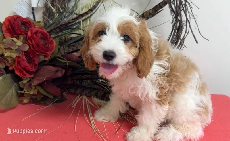 Yoshi – Cavapoo puppy for sale in Hartville, MO