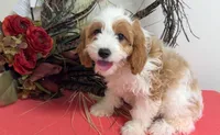 Yoshi, a male Cavapoo for sale in Hartville, MO – 1 of 4
