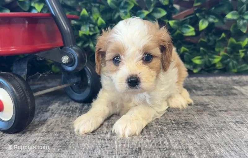 Barbie – Cavapoo puppy for sale in Hartville, MO