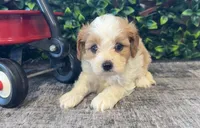 Barbie, a female Cavapoo for sale in Hartville, MO – 1 of 4