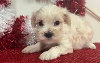 Wynona, a female Maltipoo for sale in Hartville, MO – 3 of 3