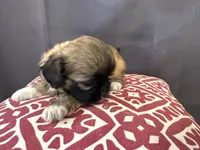 Diedra, a female Pekingese for sale in Hartville, MO – 3 of 4