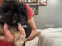 Blair, a female Peekapoo for sale in Hartville, MO – 4 of 5