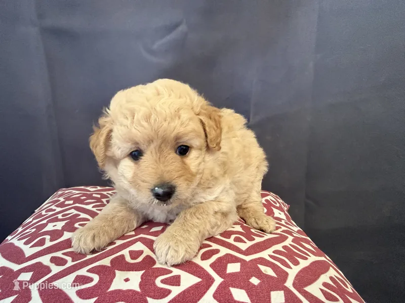 Jacey – Pomapoo puppy for sale in Hartville, MO
