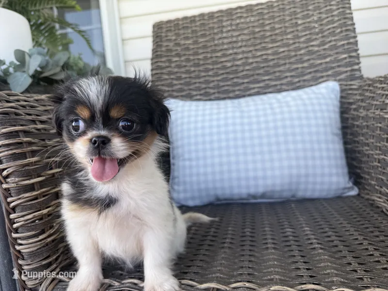 Bella Jo – Peekapoo puppy for sale in Hartville, MO