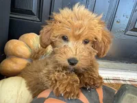 Holly, a female Miniature Goldendoodle for sale in Hartville, MO – 1 of 8