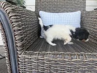 Bella Jo, a female Peekapoo for sale in Hartville, MO – 6 of 8
