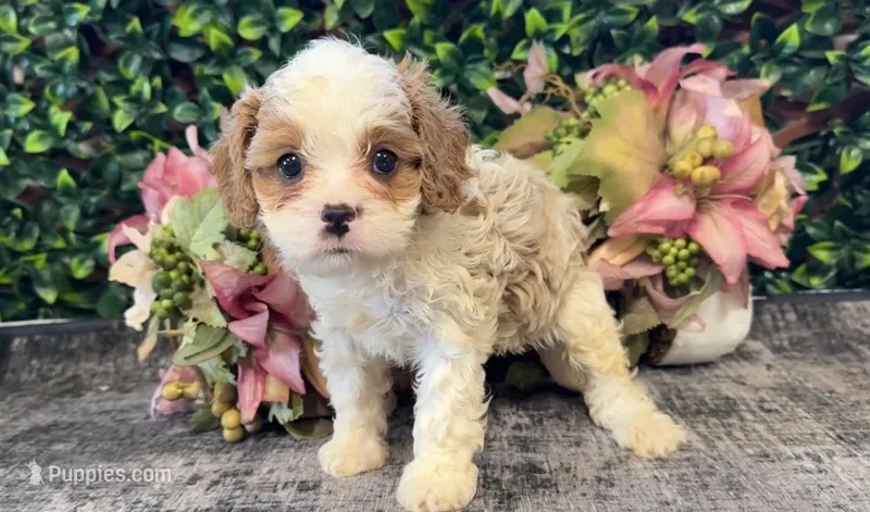 Yvette – Cavapoo puppy for sale in Hartville, MO
