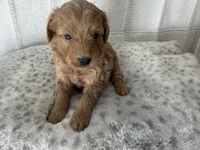 Brooks, a male Miniature Goldendoodle for sale in Hartville, MO – 4 of 4