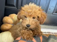 Holly, a female Miniature Goldendoodle for sale in Hartville, MO – 4 of 8
