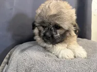 Dax , a male Pekingese for sale in Hartville, MO – 6 of 6