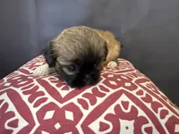 Diedra, a female Pekingese for sale in Hartville, MO – 2 of 4