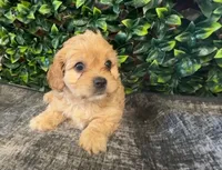 Yale, a male Cavapoo for sale in Hartville, MO – 2 of 4
