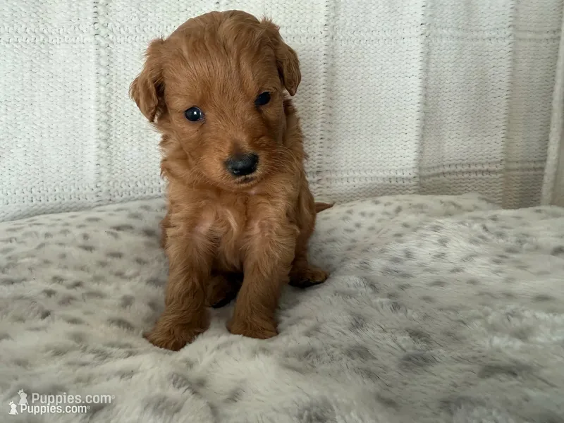 Bronx – Miniature Goldendoodle puppy for sale in Hartville, MO