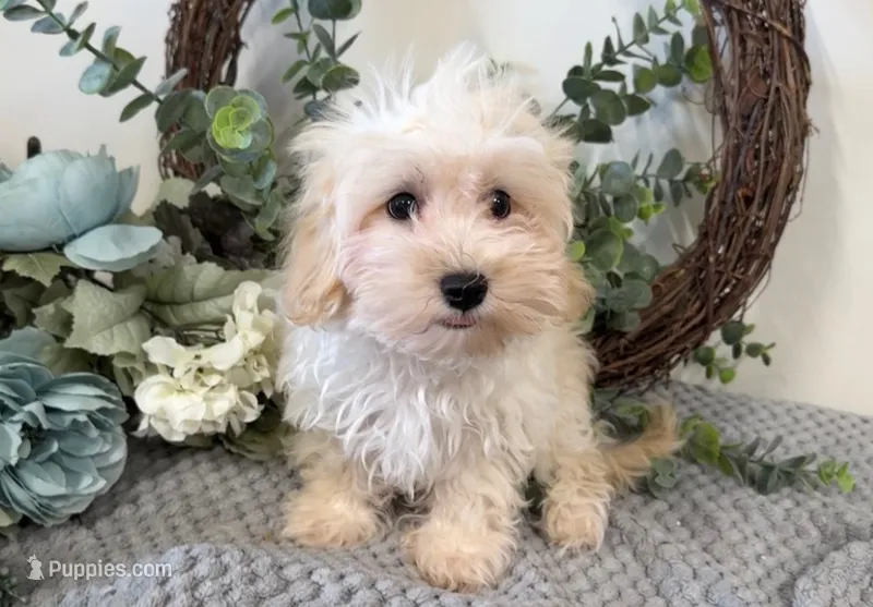 Weston – Maltipoo puppy for sale in Hartville, MO
