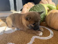 Peppa, a female Shiba Inu for sale in Hartville, MO – 2 of 4