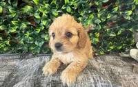 Yale, a male Cavapoo for sale in Hartville, MO – 3 of 4