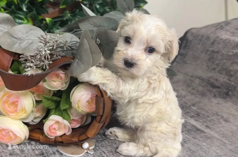 Willow – Maltipoo puppy for sale in Hartville, MO