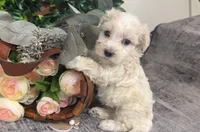 Willow, a female Maltipoo for sale in Hartville, MO – 1 of 3