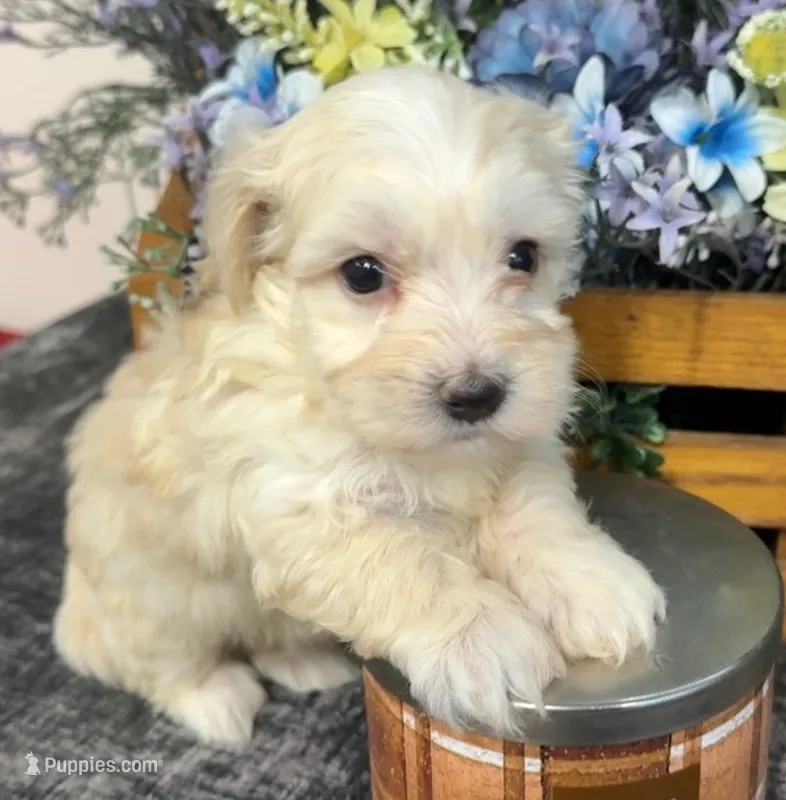 Wade – Maltipoo puppy for sale in Hartville, MO