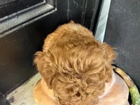 Rosie, a female Poodle - Miniature  for sale in Hartville, MO – 3 of 5