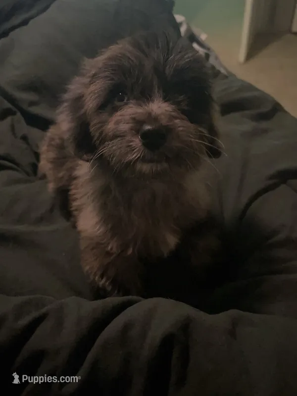Athena  – Miniature Aussiedoodle puppy for sale in Smyrna, GA