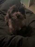 Athena , a female Miniature Aussiedoodle for sale in Smyrna, GA – 1 of 3
