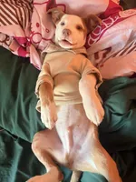 Apollo, a male American Bully for sale in Smyrna, GA – 3 of 3