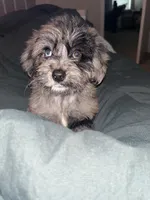 Athena , a female Miniature Aussiedoodle for sale in Smyrna, GA – 2 of 3