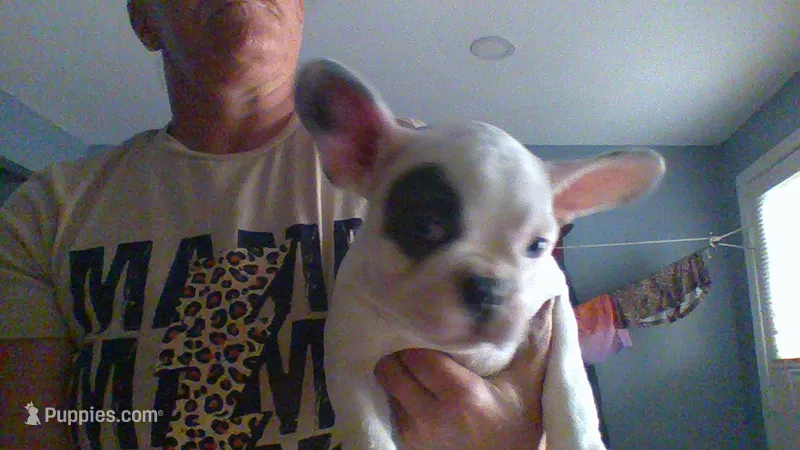 bailey – French Bulldog puppy for sale in Mahanoy City, PA