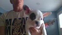bailey, a male French Bulldog for sale in Mahanoy City, PA – 1 of 1