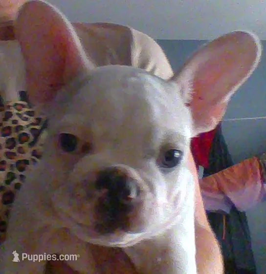 hutch – French Bulldog puppy for sale in Mahanoy City, PA