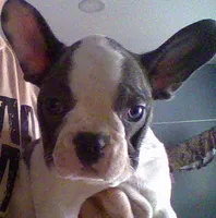 rocco, a male French Bulldog for sale in Mahanoy City, PA – 1 of 1