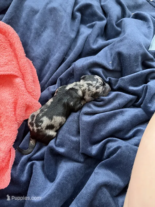 Miniature Dachshund  – Miniature Dachshund puppy for sale in Tulsa, OK