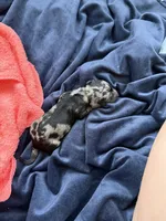 Miniature Dachshund , a male Miniature Dachshund for sale in Tulsa, OK – 1 of 2