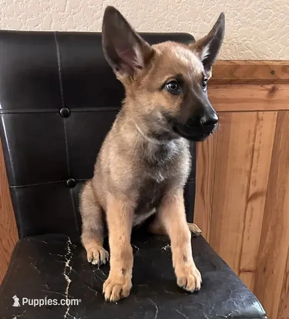 Sable With Grey Collar – German Shepherd Dog puppy for sale in Fredericktown, MO