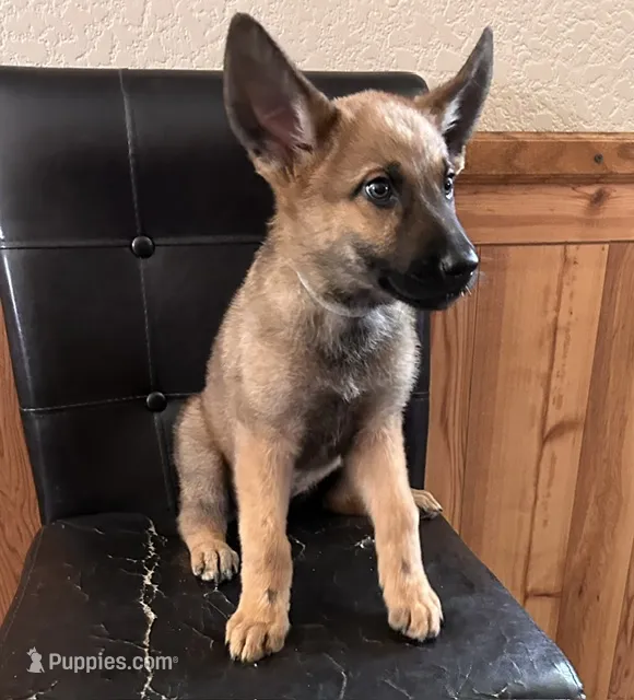 Sable With Grey Collar – German Shepherd Dog puppy for sale in Fredericktown, MO