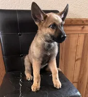 Sable With Grey Collar, a female German Shepherd Dog for sale in Fredericktown, MO – 1 of 6
