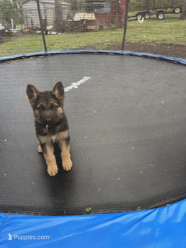 white collar female – German Shepherd Dog puppy for sale in Fredericktown, MO