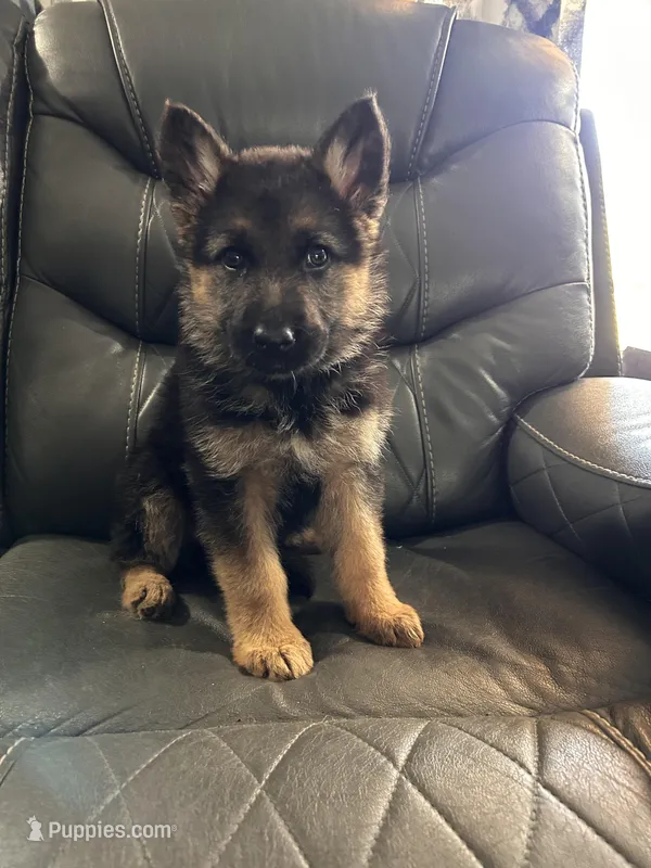 white collar female – German Shepherd Dog puppy for sale in Fredericktown, MO