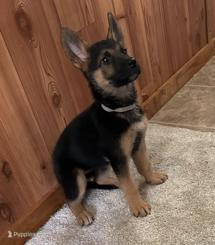Black with Grey Collar – German Shepherd Dog puppy for sale in Fredericktown, MO
