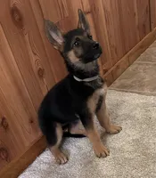 Black with Grey Collar, a female German Shepherd Dog for sale in Fredericktown, MO – 1 of 6