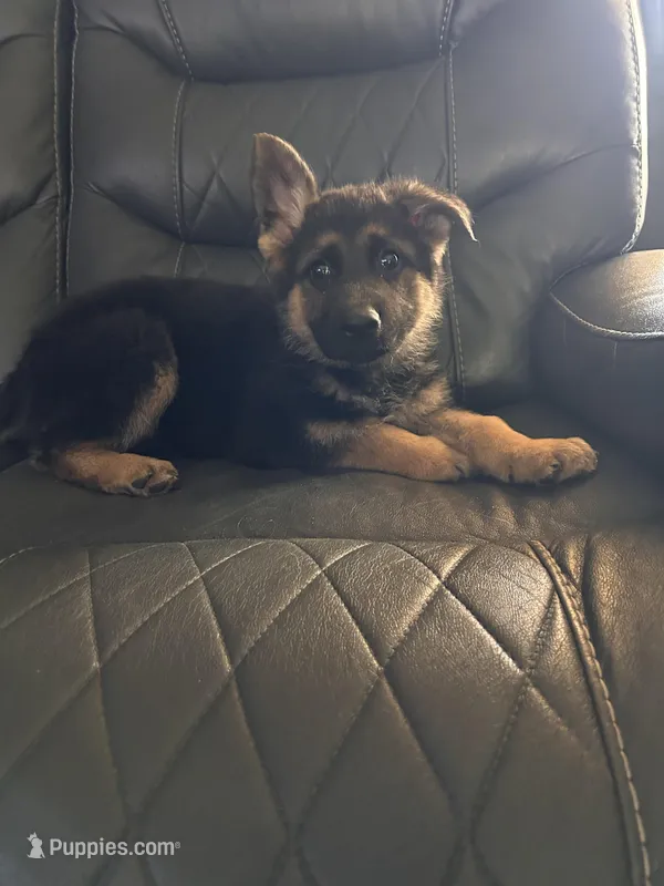 green collar male – German Shepherd Dog puppy for sale in Fredericktown, MO