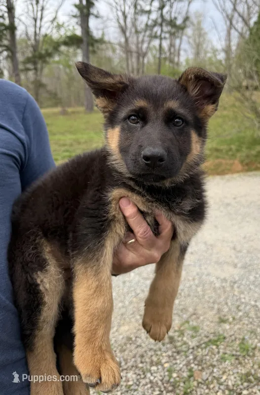 green collar male – German Shepherd Dog puppy for sale in Fredericktown, MO