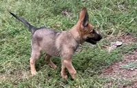Sable With Grey Collar, a female German Shepherd Dog for sale in Fredericktown, MO – 2 of 10