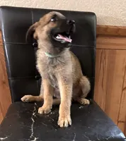 Sable With Green Collar, a male German Shepherd Dog for sale in Fredericktown, MO – 3 of 6