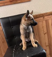 Sable With Grey Collar, a female German Shepherd Dog for sale in Fredericktown, MO – 3 of 6