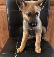 Sable With Grey Collar, a female German Shepherd Dog for sale in Fredericktown, MO – 2 of 6