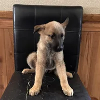 Sable With Green Collar, a male German Shepherd Dog for sale in Fredericktown, MO – 2 of 6